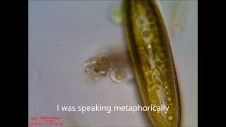 Conversation with a Diatom [upl. by Prevot716]