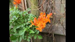 Firebush and Cape Honeysuckle in Zone 9a along the upper Texas Gulf Coast [upl. by Aicetel]