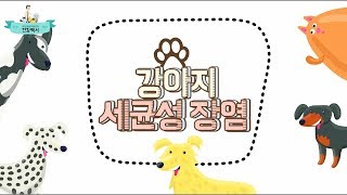 강아지 설사 원인 세균성 장염의 모든 것 이든TV [upl. by Assek190]