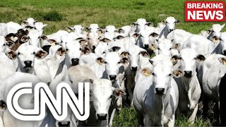 Vaca louca Entenda os riscos que a doença traz ao país  CNN PRIMETIME [upl. by Nrehtac]