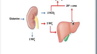 Role of kidney in acid base balance [upl. by Elatia]