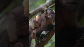 Baby common squirrel monkey [upl. by Bogosian]