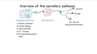 Overview of the secretory pathway [upl. by Hamlen914]