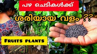 പഴ ചെടികൾ പെട്ടെന്ന് പൂവിടാനും കായ്ക്കാനുംBest fertilizer for fruits plants malayalam [upl. by Ennalorac]