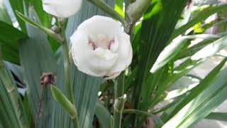 Peristeria elataHoly Ghost orchid dove orchidflower of the Holy SpiritПеристерия высокая [upl. by Laemsi474]