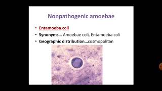 Non pathogenic amoebae part 4 [upl. by Nerti]