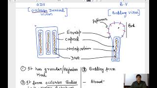 Baculovirus as model organism  Introduction [upl. by Drona958]