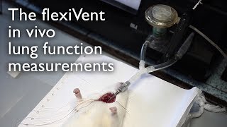 The flexiVent in vivo lung function measurements Bogomoletz institute of physiology [upl. by Airyk]