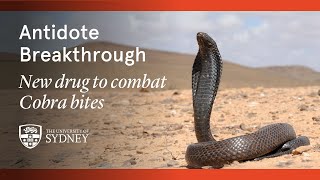 How a new Cobra venom antidote could save thousands of lives every year [upl. by Halika282]