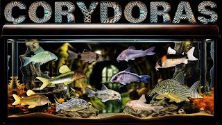 Best Corydoras Catfish for your Aquarium Fish Tank AWESOME Fresh Water Bottom Dwellers [upl. by Leasim]