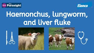 Liver fluke Haemonchus and lungworm [upl. by Aileek]