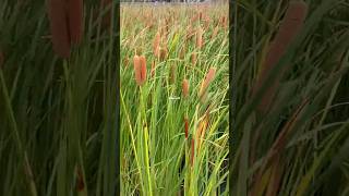 Bulrush fieldCỏ đuôi mèoCây bồ hoàng [upl. by Bourgeois]