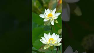 fakta unik bunga lotus [upl. by Ilowell401]