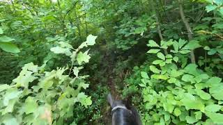 Horseback riding Rothrock State Forest 2024 [upl. by Anaerda]