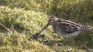 Snipe Bird at Marazion Marsh  Bécassine des Marais [upl. by Ahsiuqat57]