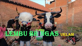 Mbolang uklamquot bareng Bantengan Lembu Bringas mberot ndadi full kalapan [upl. by Hpsoj392]