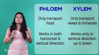 Life Process  13  Transportation in plants  CBSE Class 10 [upl. by Eduard157]