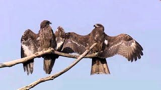 Black Kite Milvus migrans [upl. by Alcot]