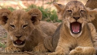 Cutest 6 Week Old Lion Cub  This Wild Life  BBC Earth [upl. by Earahc307]