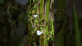 How to Grow Cardamom Using Simple Techniques plants shorts farming [upl. by Llerrad927]