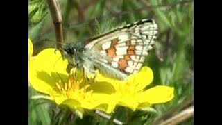 LHespérie à bandes jaunes Pyrgus sidae [upl. by Lydie604]