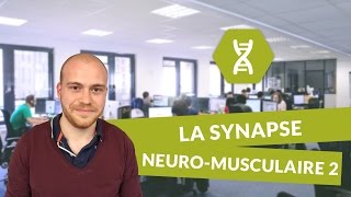 SVT BAC S  Les synapses  la synapse neuromusculaire PARTIE 2 [upl. by Marylou]