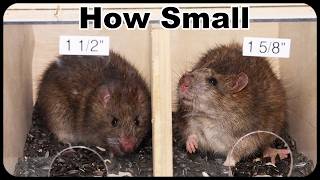 How Small Of Hole Can A Rat Squeeze Through  Smaller Than I Thought Mousetrap Monday [upl. by Aisirtap]