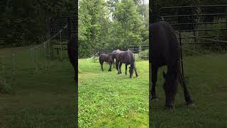 02 Friesians Enjoy Grass 08 27 24 [upl. by Hadnama545]