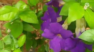 thunbergia erectaflowering plant [upl. by Trebleda326]