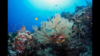 Tubbataha reef Philippines 1 min diving [upl. by Rebeh]