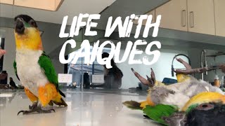 Life with Black Headed Caique Parrots  Funny Parrots [upl. by Aniluap]