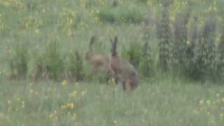 HARES MATING [upl. by Ysabel]