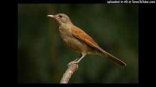 Turdus leucomelas [upl. by Salomo113]