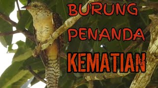 BUKAN GAGAK INILAH BURUNG PENANDA KEMATIAN [upl. by Kristyn]