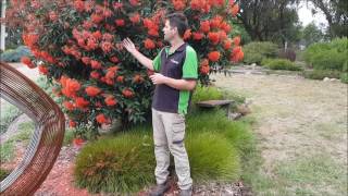 Grafted Flowering Gum Maintenance [upl. by Zetnas158]