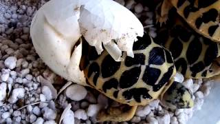 Star Tortoise Hatching [upl. by Jehanna540]