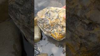 Huge chert rock minerals stone agate 2024 geology crystals rockhounding hiking jasper new [upl. by Marc]