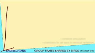 BIRD EVOLUTION CLADOGRAM THEROPODS [upl. by Rochester]