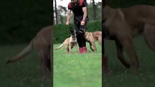 The Belgium Malinois Trained for Action [upl. by Eirahs]