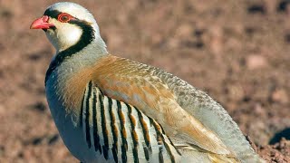 chukar partridge Alectoris chukar  male  sound  call  song  alarm call  ground pecking [upl. by Ari]