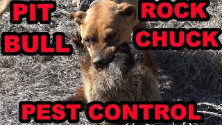 Pit Bull Catches HUGE Rock Chuck Doing Pest Control on the Canal [upl. by Seedman]