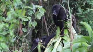 Grauers gorilla orphans share a banana tree at GRACE [upl. by Proffitt]