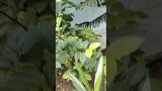 gardening fertilizer plants gardening garden gardening tips [upl. by Hteb]