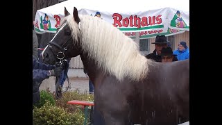 JHP Drachenfels  Schwarzwälder Kaltblut Körung Sankt Märgen 2018 [upl. by Muire]