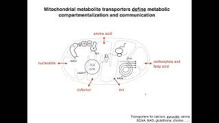 CIHD Virtual Seminar November 12th 2024  Hongying Shen PhD [upl. by Netsew]