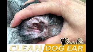 Dog Ear Cleaning  How to Clean Dogs Ears Gently [upl. by Dorcy]