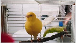 Yellow Male Canary Bird Singing Whistling Training Song [upl. by Idonna]