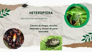 Orden Hemiptera 5to quotBquot [upl. by Dreddy162]