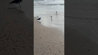 Shorebirds and beach litter [upl. by Ramyaj554]