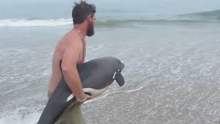 Un homme remet à leau un dauphin échoué MAGNIFIQUE [upl. by Laurena]